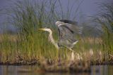 Czapla siwa, Ardea cinerea