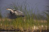 Czapla siwa, Ardea cinerea