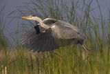 Czapla siwa, Ardea cinerea