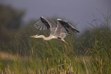 Czapla siwa, Ardea cinerea