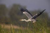 Czapla siwa, Ardea cinerea