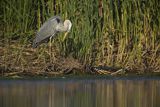 Czapla siwa, Ardea cinerea