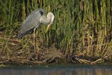 Czapla siwa, Ardea cinerea