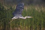 Czapla siwa, Ardea cinerea