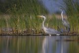 Czapla siwa, Ardea cinerea