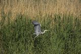 Czapla siwa, Ardea cinerea