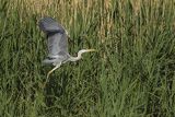 Czapla siwa, Ardea cinerea