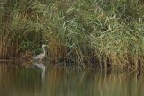 Czapla siwa, Ardea cinerea