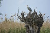 Czapla siwa, Ardea cinerea