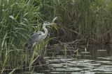 Czapla siwa, Ardea cinerea