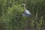 Czapla siwa, Ardea cinerea