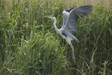 Czapla siwa, Ardea cinerea