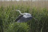 Czapla siwa, Ardea cinerea