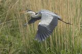 Czapla siwa, Ardea cinerea