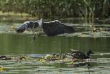 Czapla siwa, Ardea cinerea