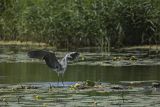 Czapla siwa, Ardea cinerea