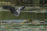 Czapla siwa, Ardea cinerea