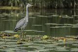 Czapla siwa, Ardea cinerea