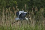 Czapla siwa, Ardea cinerea