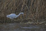 Czapla biała, Casmerodius albus, Ardea alba, Egretta alba