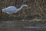 Czapla biała, Casmerodius albus, Ardea alba, Egretta alba