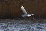 Czapla biała, Casmerodius albus, Ardea alba, Egretta alba