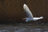 Czapla biała, Casmerodius albus, Ardea alba, Egretta alba