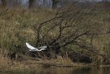 Czapla biała, Casmerodius albus, Ardea alba, Egretta alba