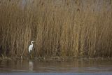 Czapla biała, Casmerodius albus, Ardea alba, Egretta alba