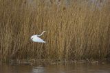 Czapla biała, Casmerodius albus, Ardea alba, Egretta alba