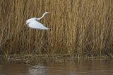 Czapla biała, Casmerodius albus, Ardea alba, Egretta alba