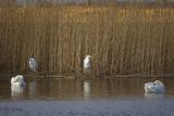 Czapla biała, Casmerodius albus, Ardea alba, Egretta alba