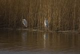 Czapla biała, Casmerodius albus, Ardea alba, Egretta alba