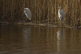 Czapla biała, Casmerodius albus, Ardea alba, Egretta alba