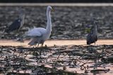 Czapla biała, Casmerodius albus, Ardea alba, Egretta alba