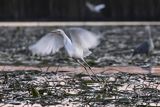 Czapla biała, Casmerodius albus, Ardea alba, Egretta alba