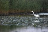 Czapla biała, Casmerodius albus, Ardea alba, Egretta alba