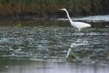 Czapla biała, Casmerodius albus, Ardea alba, Egretta alba