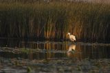 Czapla biała, Casmerodius albus, Ardea alba, Egretta alba