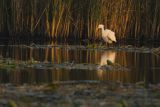 Czapla biała, Casmerodius albus, Ardea alba, Egretta alba