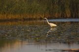 Czapla biała, Casmerodius albus, Ardea alba, Egretta alba