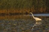 Czapla biała, Casmerodius albus, Ardea alba, Egretta alba