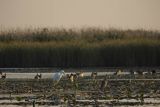 Czapla biała, Casmerodius albus, Ardea alba, Egretta alba