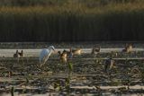 Czapla biała, Casmerodius albus, Ardea alba, Egretta alba