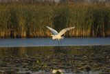 Czapla biała, Casmerodius albus, Ardea alba, Egretta alba