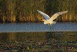 Czapla biała, Casmerodius albus, Ardea alba, Egretta alba