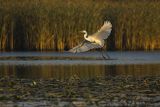 Czapla biała, Casmerodius albus, Ardea alba, Egretta alba