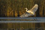 Czapla biała, Casmerodius albus, Ardea alba, Egretta alba