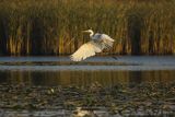 Czapla biała, Casmerodius albus, Ardea alba, Egretta alba