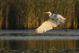 Czapla biała, Casmerodius albus, Ardea alba, Egretta alba